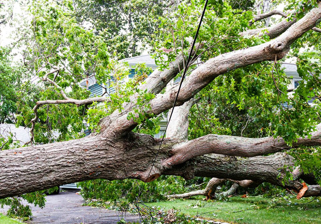 downed tree across hydro lines and driveway